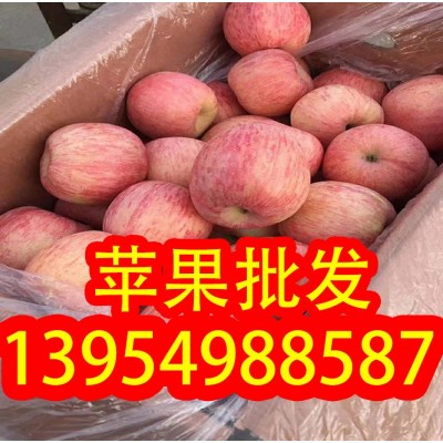 红富士苹果 山区红富士山东膜袋 纸袋红富士苹果 偏红条纹 口感脆