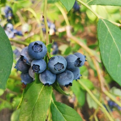 丹东蓝莓鲜果现摘现发水果蓝莓孕妇宝宝辅食当季顺丰空运箱装蓝莓