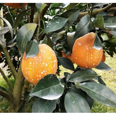 秭归纽荷尔批发代办