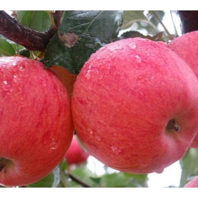 源头直销红富士苹果 购买冷库保存苹果利润