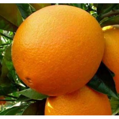 夏橙产地