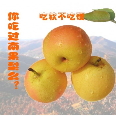 东北鞍山南果梨软梨水果5斤装礼盒南国梨梨子新鲜产地直供香水梨