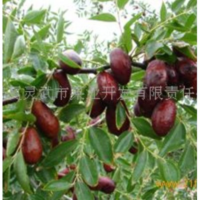 灵武长枣