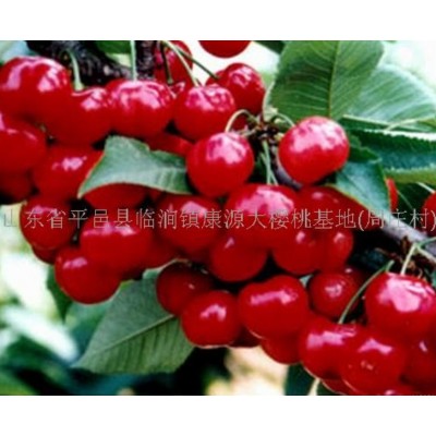 山东沂蒙大樱桃