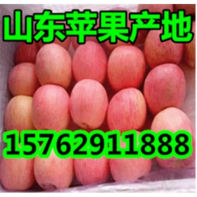 山东烟台红富士苹果 价格