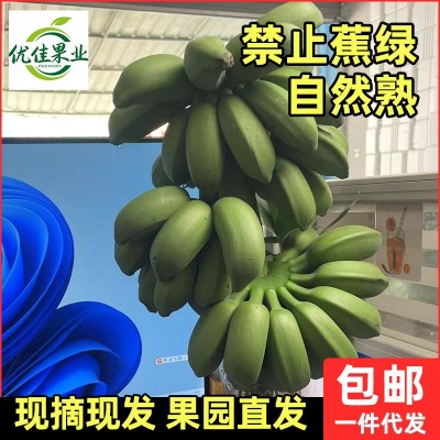 禁止蕉绿办公室水培小米蕉广西新鲜水果整串香蕉整箱9斤包邮批发