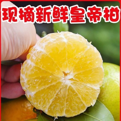 『严选广西武鸣皇帝柑』现摘9斤装当季新鲜水果贡柑桔子一件代发