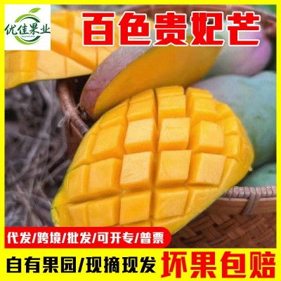 广西百色果园新鲜采摘贵妃芒礼品彩盒芒果水仙芒一件代发包邮批发