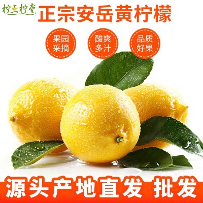 安岳鲜柠檬新鲜采摘餐饮奶茶店用柠檬四川黄柠檬皮薄多汁现摘批发