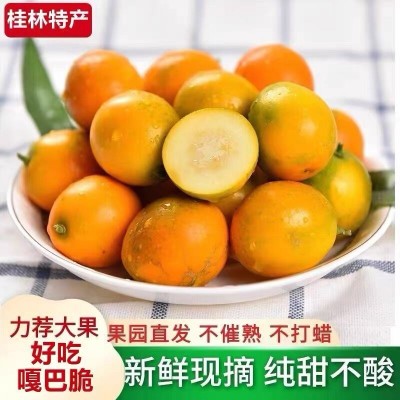 广西桂林脆皮金桔脆甜多汁产地直发新鲜当季应季新鲜水果