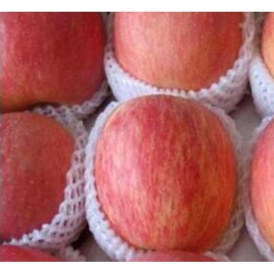 关中红富士苹果