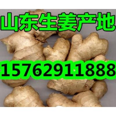 山东生姜产地价格
