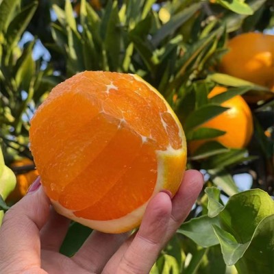 正宗赣南脐橙新鲜应季水果手剥橙甜脐橙浅橙黄色整箱批发代发