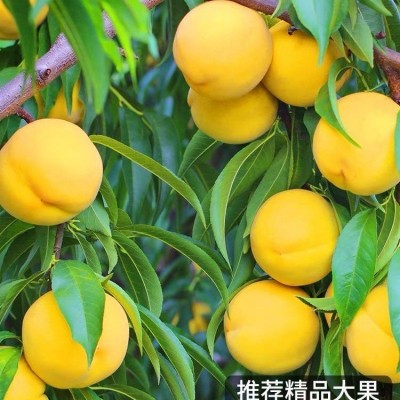 黄桃锦绣酸甜大黄桃新鲜水果桃子水蜜桃脆甜毛桃一整箱批发价批发