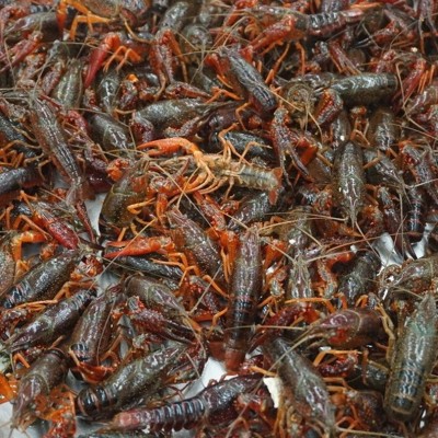 专业销售 湖北小龙虾 德炎小龙虾 麻辣小龙虾原料全国发货