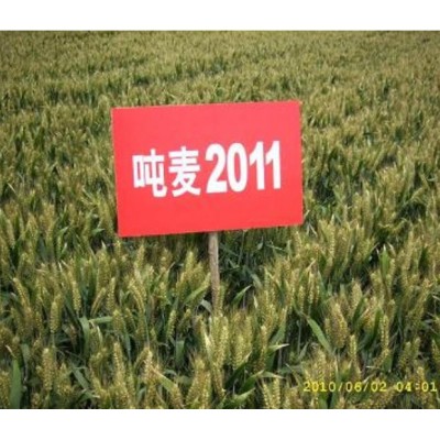 小麦种子——超高产吨麦2011