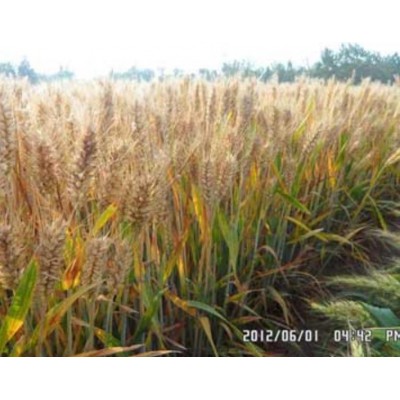 全面超越济麦22与矮抗58的-矮优王小麦