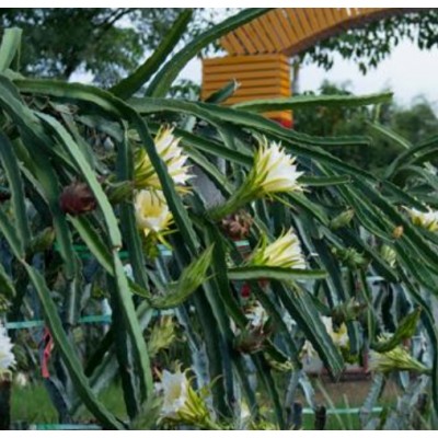 四季红 火龙果苗