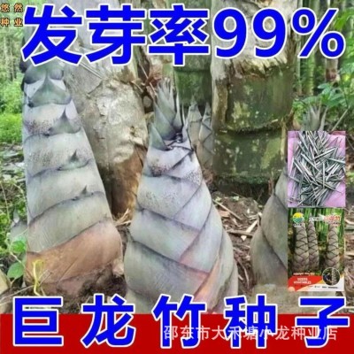 大型巨龙竹种子楠竹笋种子巨龙竹四季户外种植家庭阳台蔬菜种子