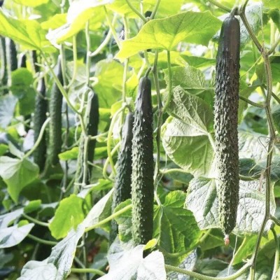 黄瓜种子老品种津研四号刺黄瓜种籽春夏季播种蔬菜瓜果种孑菜籽种