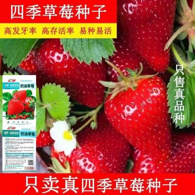 四季奶油大草莓种籽四季花种籽子草莓苗种植蔬菜种孑花卉种子全