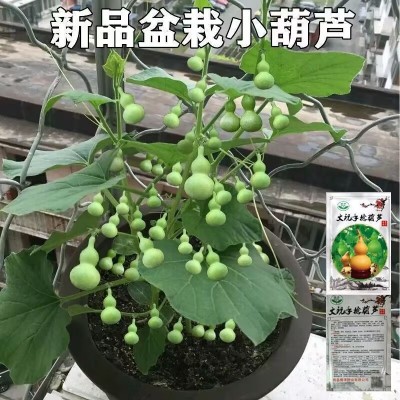 【阳台盆栽】手捻葫芦小葫芦种子籽观赏迷你金寸微型玩具葫芦种籽