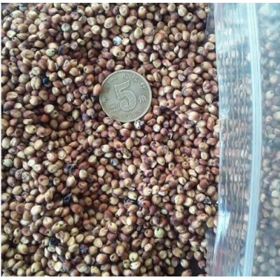 高粱价格 可来电询价