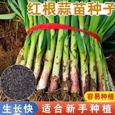 新种宽叶红皮蒜苗四季蒜种大蒜种子种籽红根紫皮红皮蒜苗种子