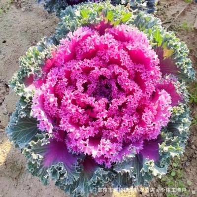 羽衣甘蓝种子羽叶甘蓝种子阳台盆栽大田易种四季可播耐寒蔬菜种子