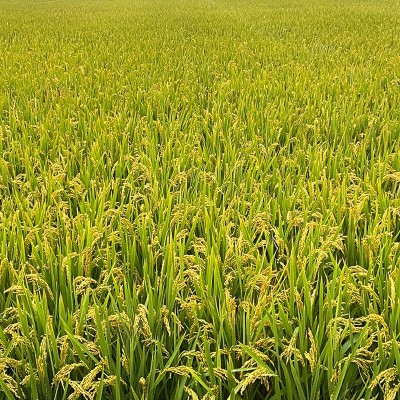 海安当季糯米预售 口感软糯米质饱满软香糯米 低温烘焙