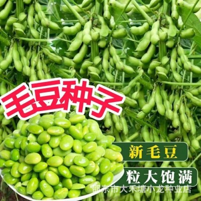 高产早熟50天大粒毛豆种子抗病耐寒优质青毛豆种子春播夏播毛豆籽