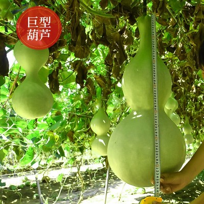 批发葫芦种大葫芦种子巨型葫芦种籽八宝蚂蚁肚文玩手捻小葫芦种子