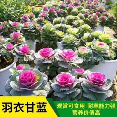 羽衣甘蓝种子七彩混色红羽衣白羽衣四季阳台花卉羽叶甘蓝当季蔬菜