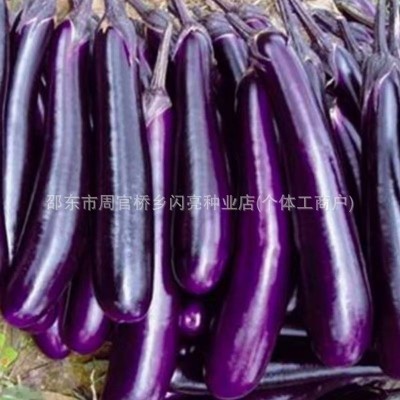 紫红长茄种子红长茄种子茄子种籽四季播蔬菜田园阳台盆栽种子大全