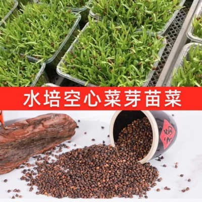 批发水培芽苗菜种子进口空心菜种纸上种菜无土栽培