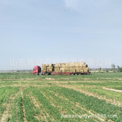 一茬苜蓿草捆 松散捆苜蓿牛马羊动物用大包紫花苜蓿加压捆