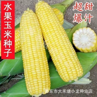 超甜水果玉米种子生吃甜脆多汁大田高产早熟大棒春秋四季甜玉米籽