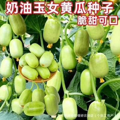 迷你小黄瓜种子金童玉女水果黄瓜种籽春夏季四季阳台盆栽蔬菜种孑