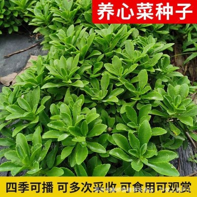 养心菜高钙救心菜种子可食用野菜四季播阳台盆栽特色保健蔬菜种籽