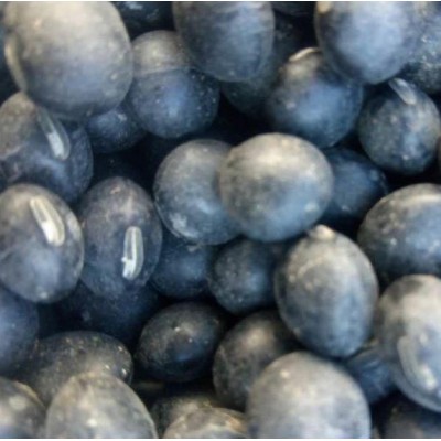 黑黄豆 电话了解报价