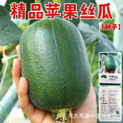 【可生吃】苹果丝瓜种子菜瓜种籽盆栽籽种播种蔬菜菜籽四季种籽孑