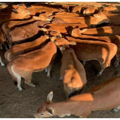 河北肉牛市场价格