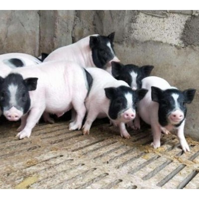 潍坊陆川猪回收价格