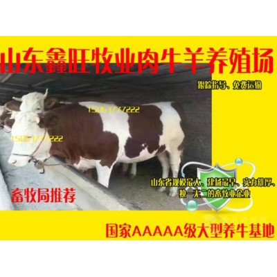 能买到黄牛种牛