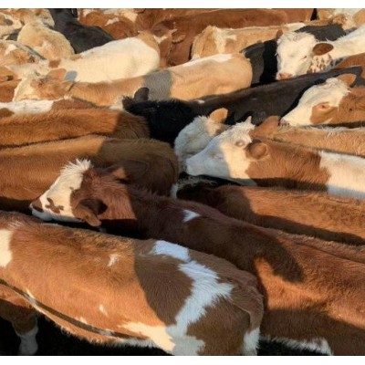 四个月牛仔价格