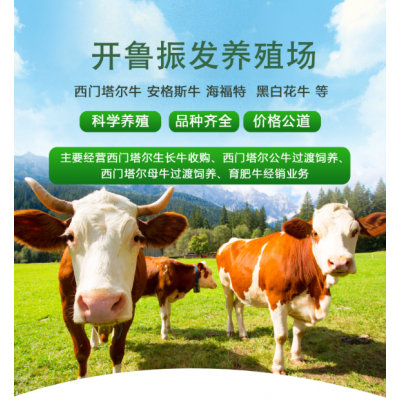 农村养牛 皮实 抗病力强 全国适应 西门塔尔牛 开鲁振发养殖场