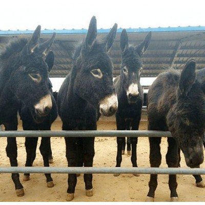 德州驴，驴苗