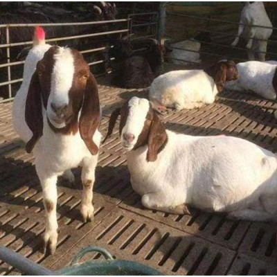 山羊苗价格-山羊种苗价格