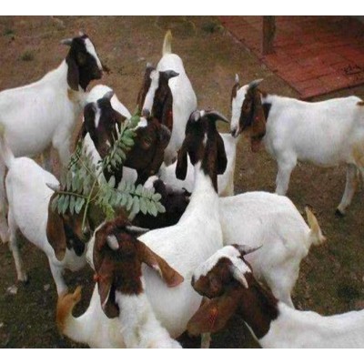 波尔山羊羊羔 可来电询价