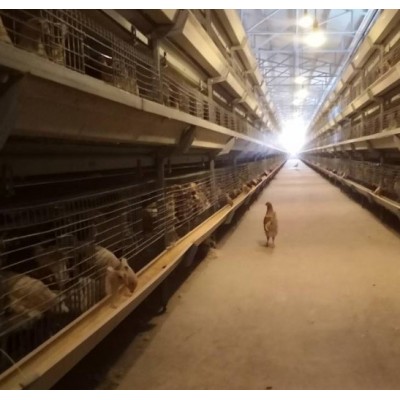 优质高产60-110日龄海兰褐青年蛋鸡，海兰灰青年鸡，罗曼灰脱温鸡